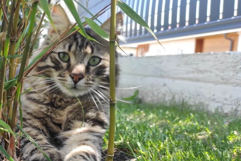Disappearance alert Cat Male , 4 years La Freissinouse France