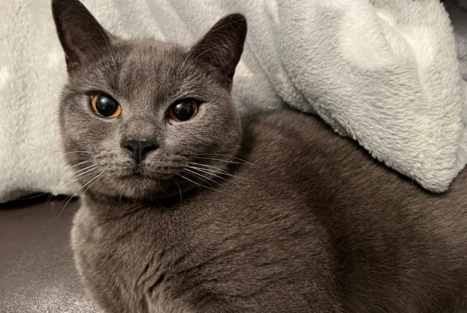 Vermisstmeldung Katze  Männliche , 2 jahre Montrouge Frankreich