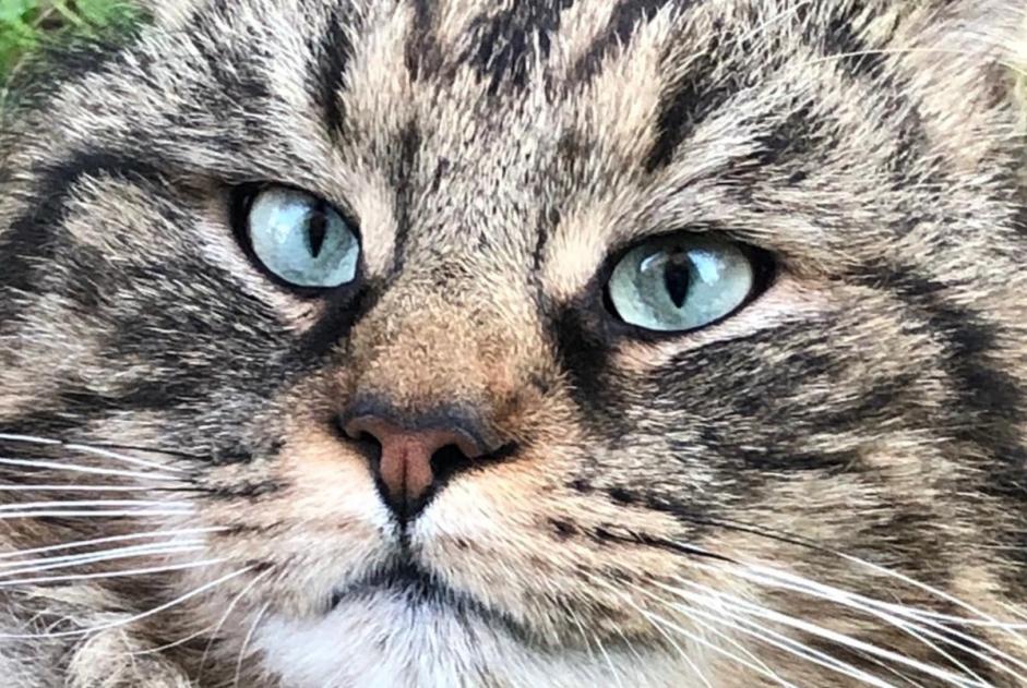 Vermisstmeldung Katze rassenmischung Männliche , 8 jahre Bois-Colombes Frankreich