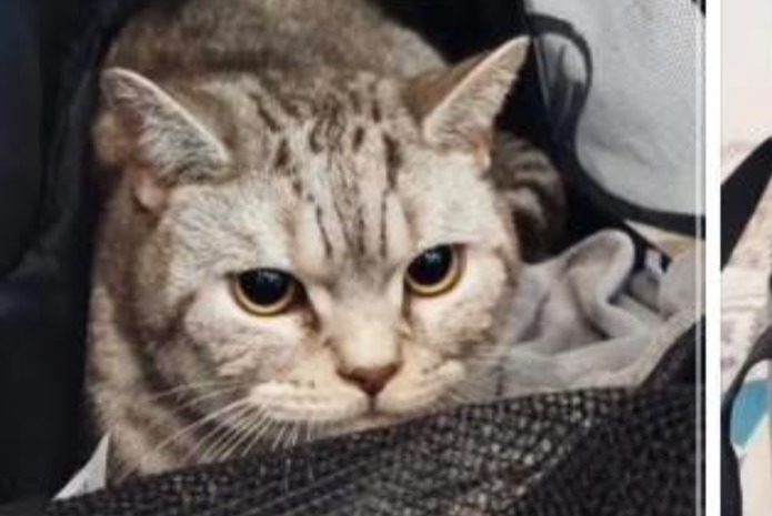 Vermisstmeldung Katze  Männliche , 2 jahre Neuilly-sur-Seine Frankreich