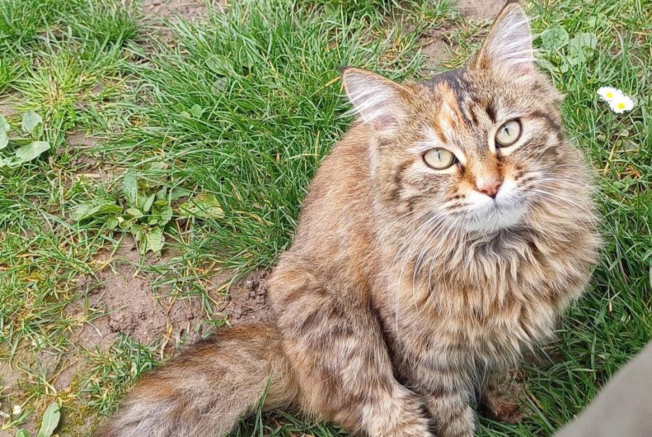 Vermisstmeldung Katze Weiblich , 1 jahre Thorigny-sur-Oreuse Frankreich