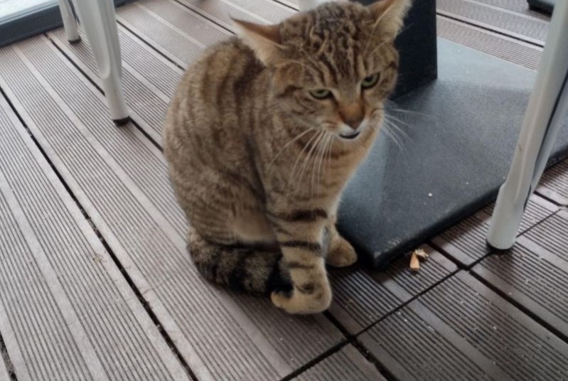 Discovery alert Cat Female Bois-Colombes France