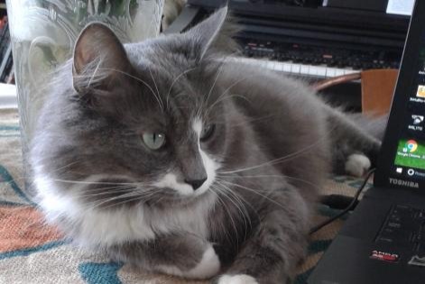 Disappearance alert Cat  Male , 11 years Colombes France