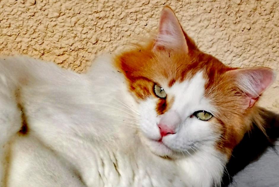 Disappearance alert Cat miscegenation Male , 5 years Chaville France