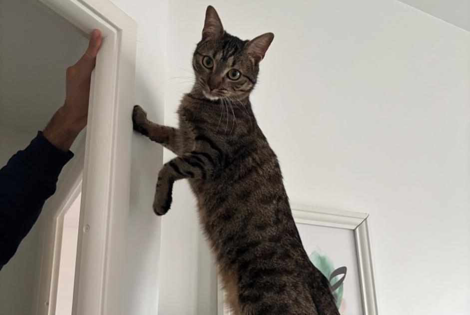 Disappearance alert Cat Male , 2 years Clichy France Disappearance alert Cat Male , 2 years Clichy France