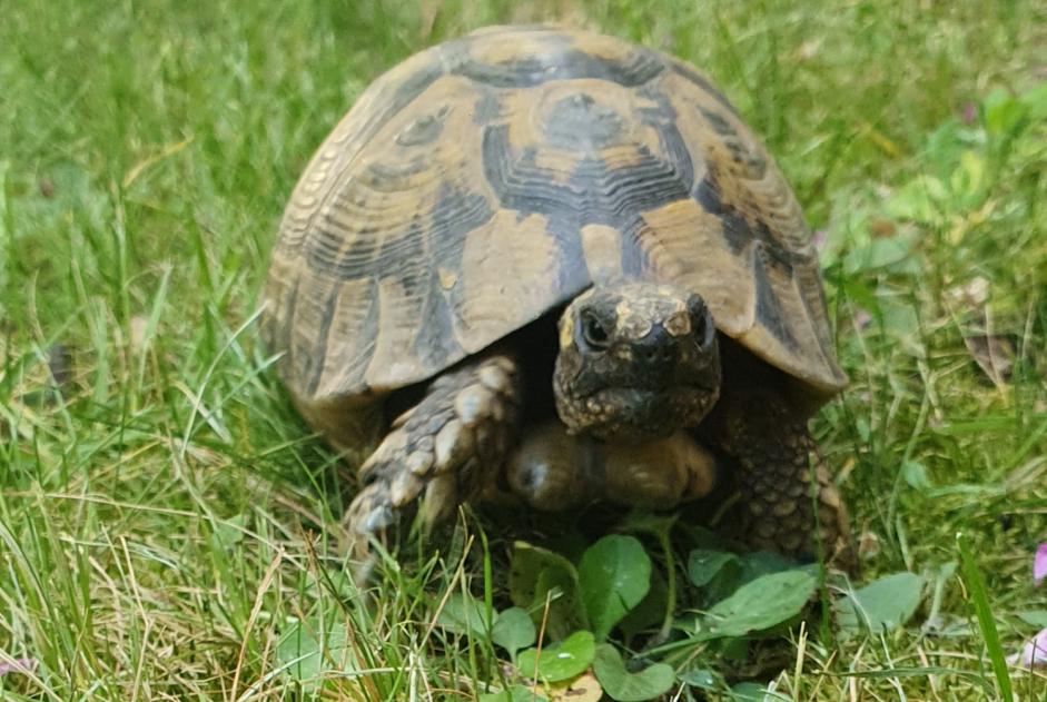 Discovery alert Tortoise Male La Garenne-Colombes France