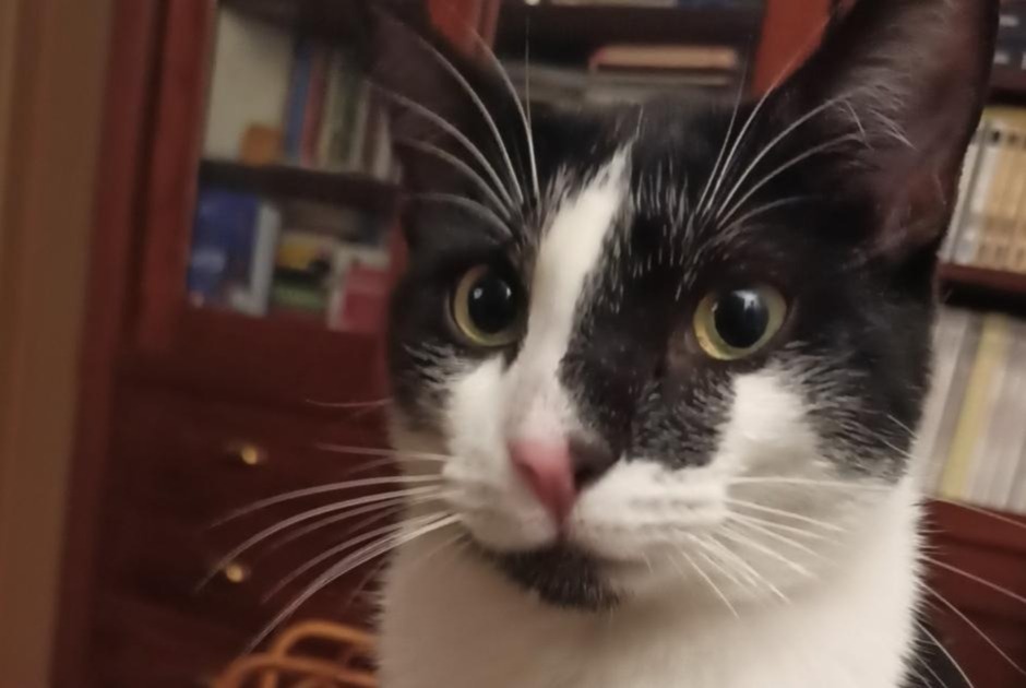 Alerta de Desaparición Gato Macho , 1 años Châtenay-Malabry Francia