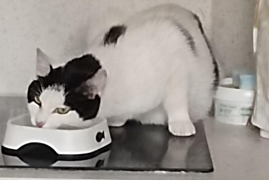 Alerta de Hallazgo Gato Desconocido Boulogne-Billancourt Francia