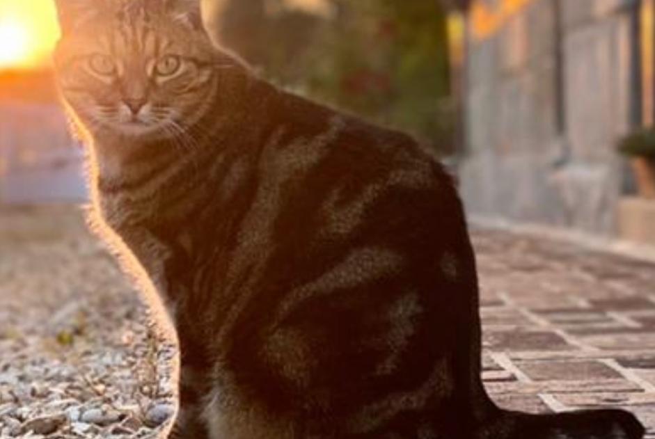 Alerte Disparition Chat  Mâle , 8 ans Issy-les-Moulineaux France