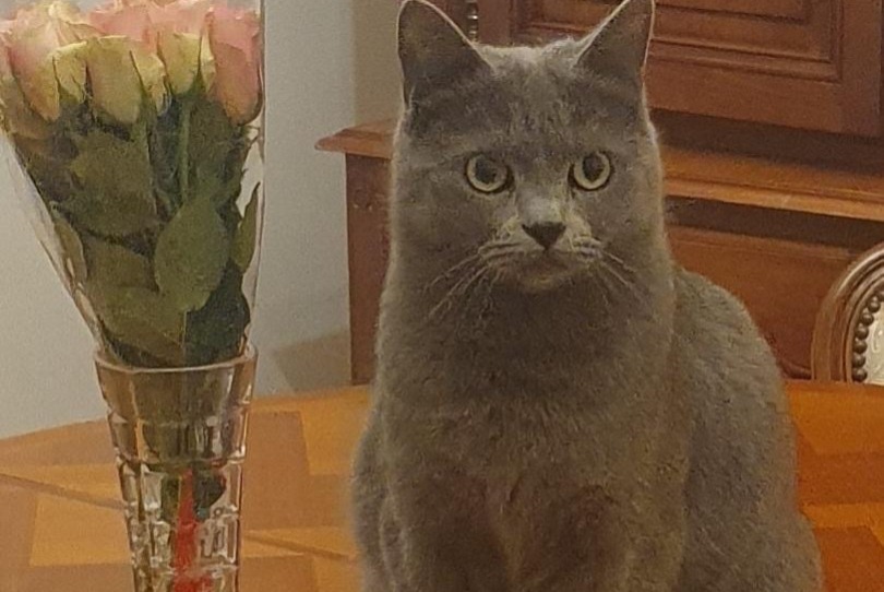 Alerte Disparition Chat croisement Mâle , 1 ans Bois-Colombes France