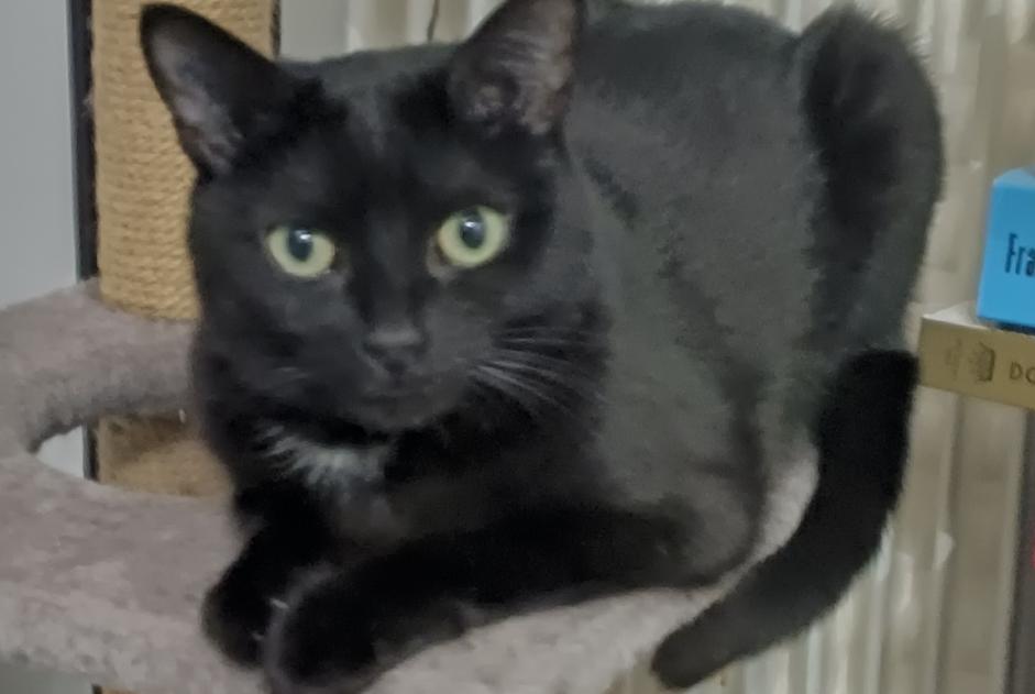 Alerte Disparition Chat Femelle , 4 ans Bagneux France