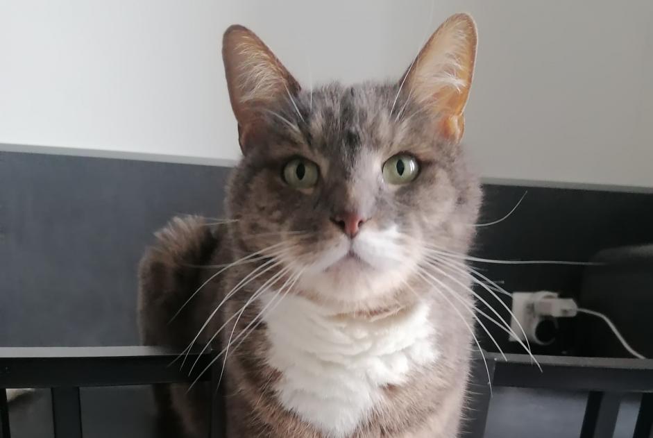 Alerte Disparition Chat  Mâle , 9 ans Colombes France