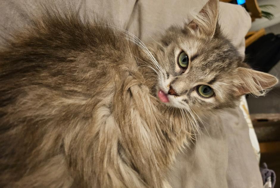 Alerte Disparition Chat croisement Femelle , 1 ans Sèvres France