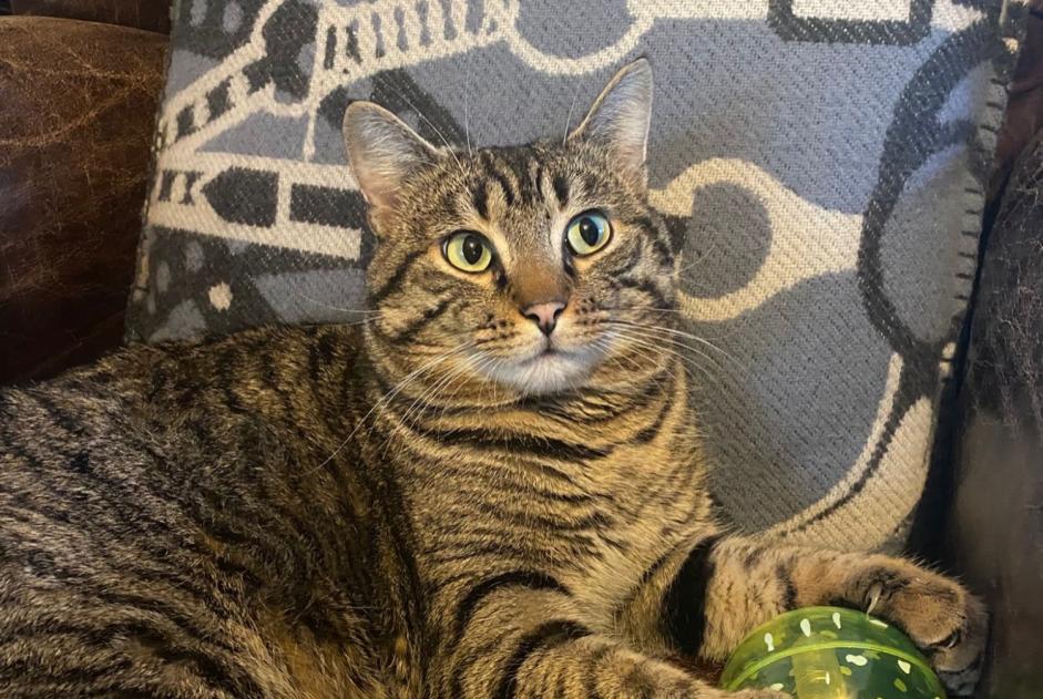 Alerte Disparition Chat  Mâle , 1 ans Colombes France