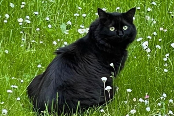 Alerte Disparition Chat Femelle , 3 ans Neuilly-sur-Seine France Alerte Disparition Chat Femelle , 3 ans Neuilly-sur-Seine France