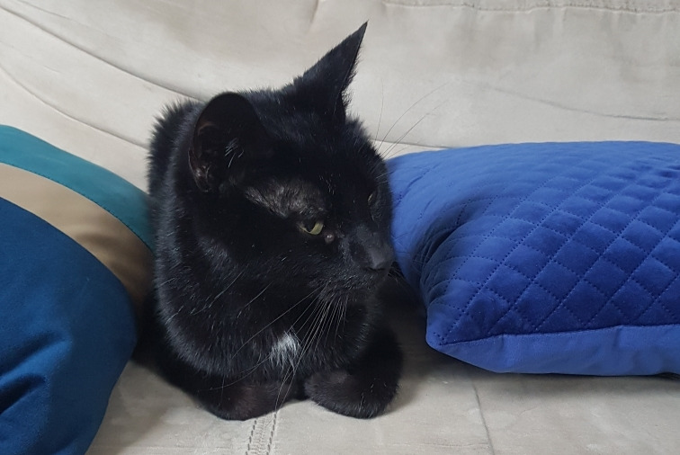 Alerte Disparition Chat Mâle , 16 ans Courbevoie France Alerte Disparition Chat Mâle , 16 ans Courbevoie France