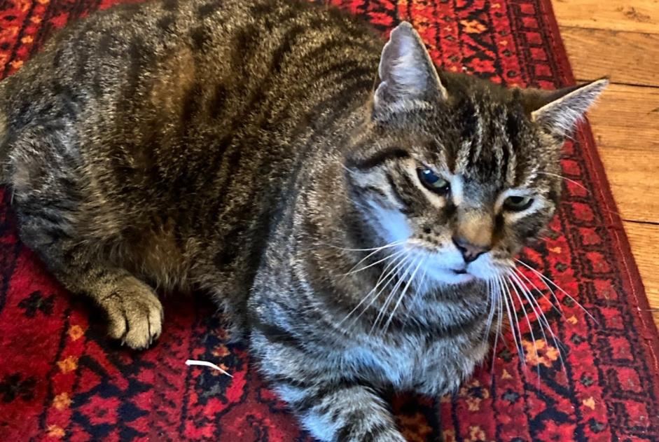 Alerte Découverte Chat Femelle Sceaux France