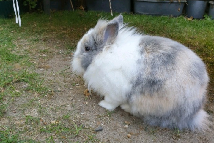 Alerte Disparition Lapin Femelle , 2023 ans Colombes France
