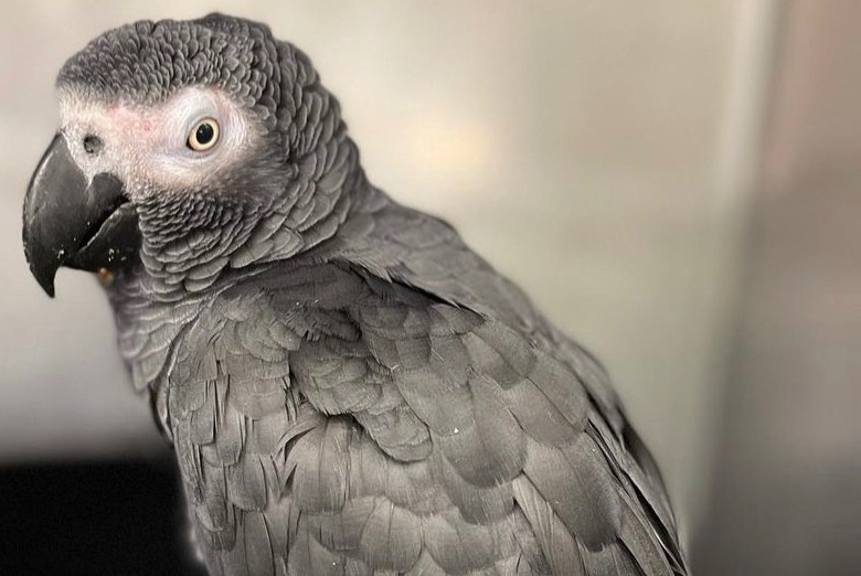 Alerte Disparition Oiseau Mâle , 2023 ans Neuilly-sur-Seine France