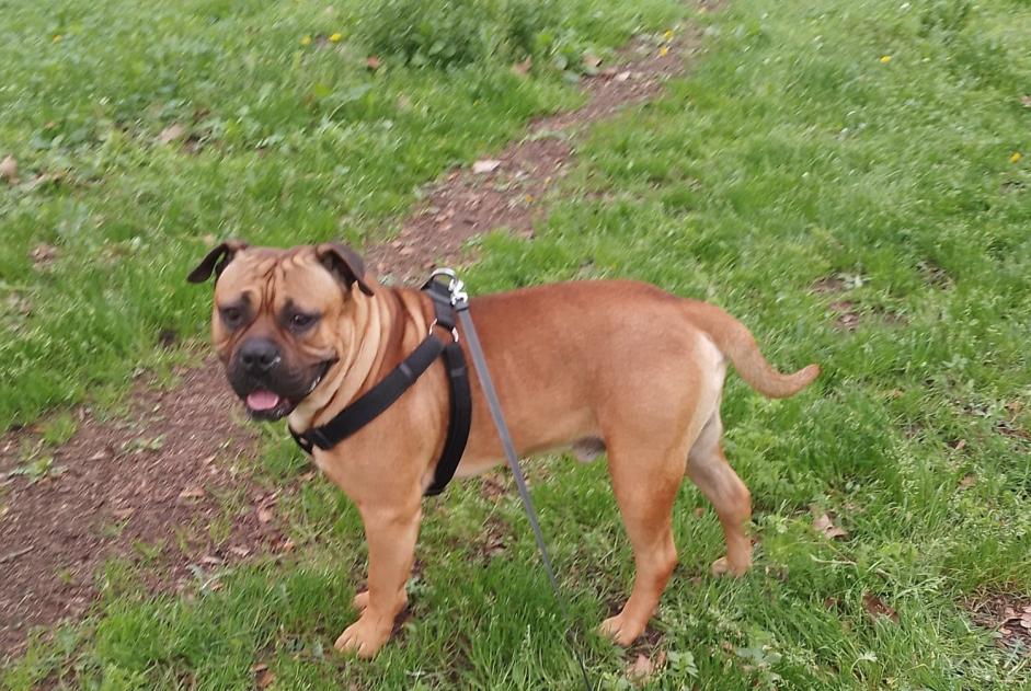 Verdwijningsalarm Hond  Mannetje , 2 jaar Asnières-sur-Seine Frankrijk
