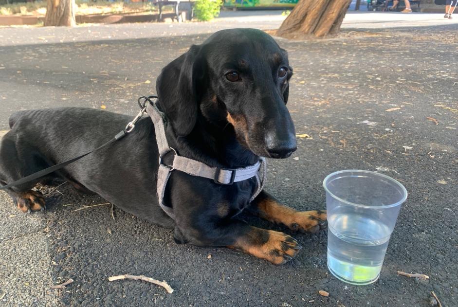 Verdwijningsalarm Hond  Mannetje , 7 jaar Nanterre Frankrijk