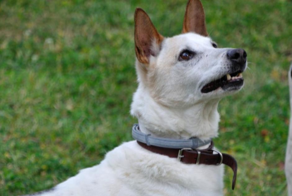 Verdwijningsalarm Hond rassenvermenging Mannetje , 10 jaar Clamart Frankrijk