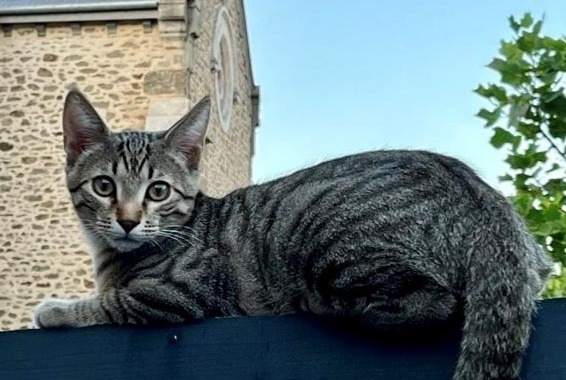 Verdwijningsalarm Kat rassenvermenging Mannetje , 0 jaar Asnières-sur-Seine Frankrijk