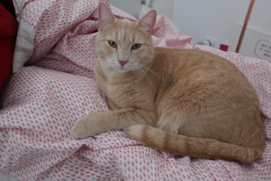 Verdwijningsalarm Kat Mannetje , 3 jaar Saint-Cloud Frankrijk
