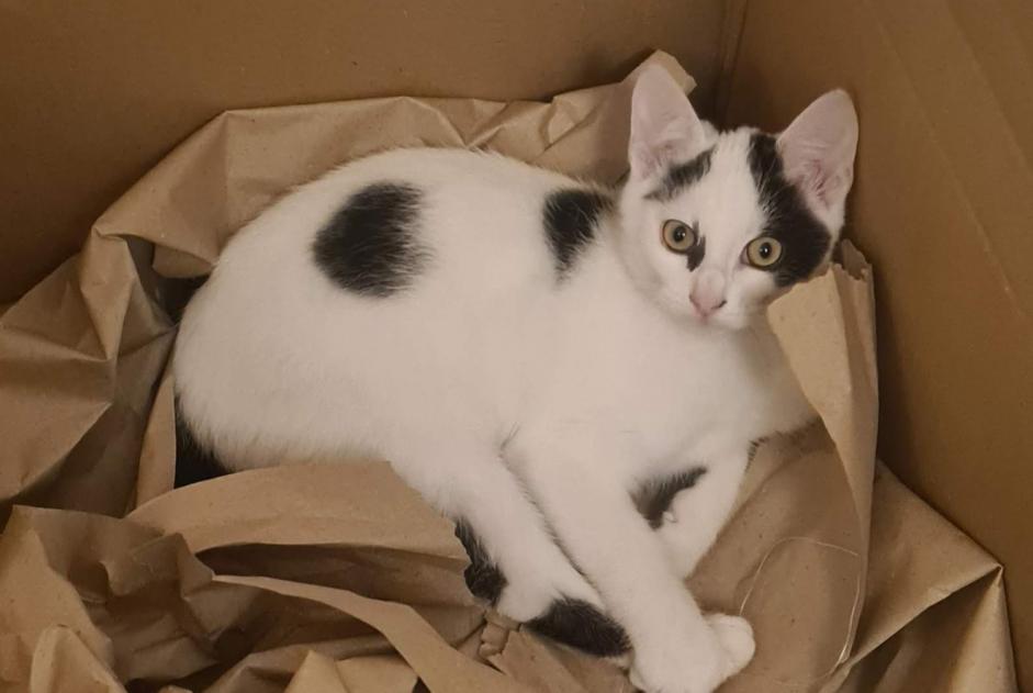 Verdwijningsalarm Kat Mannetje , 1 jaar Sèvres Frankrijk