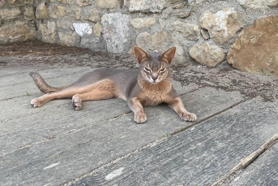 Alerta desaparecimento Gato  Macho , 3 anos Sceaux France