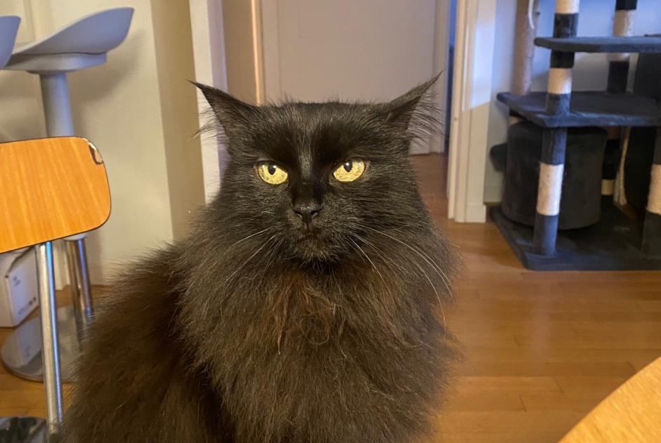 Alerta desaparecimento Gato Fêmea , 13 anos Boulogne-Billancourt France Alerta desaparecimento Gato Fêmea , 13 anos Boulogne-Billancourt France