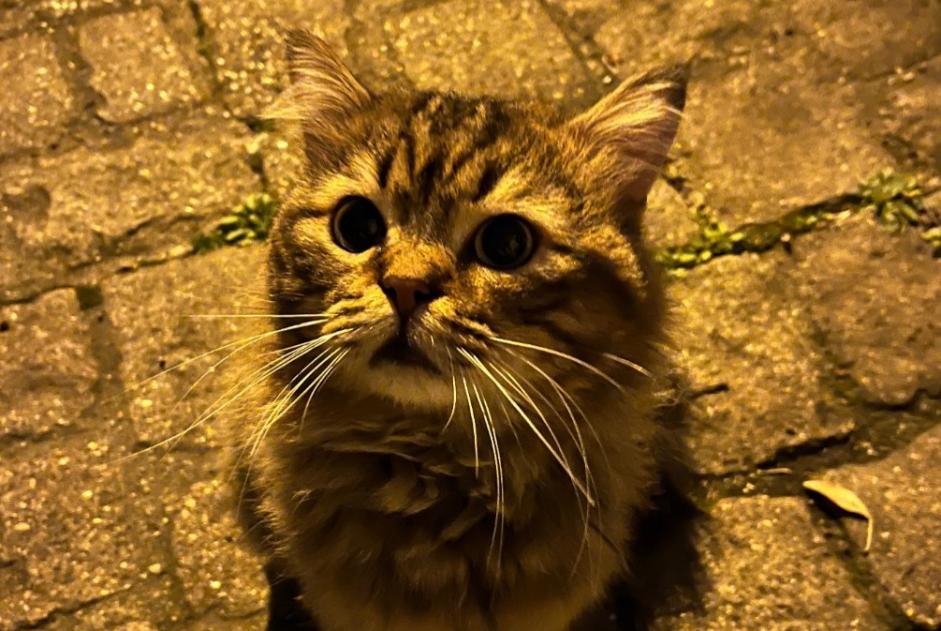 Alerta descoberta Gato Macho Bois-Colombes France